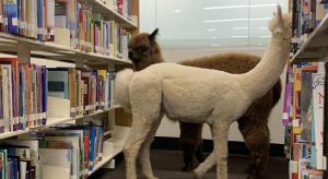 Llamas Vs Alpacas