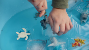 Antarctica - Activity Time