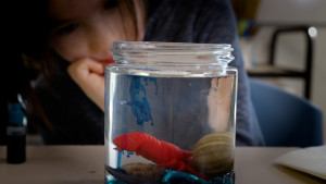 Girl from the Sea - Activity Time