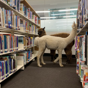 Llamas Vs Alpacas